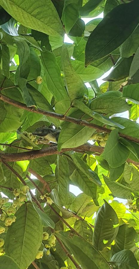 Jilan Homestay Bentota Dış mekan fotoğraf