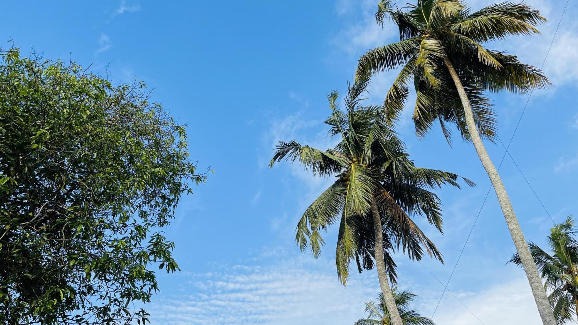 Jilan Homestay Bentota Dış mekan fotoğraf